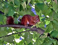Eichhörnchen auf unserem Haselnussbaum