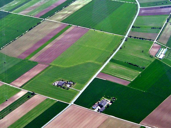 Bunte Felder in der Pfalz