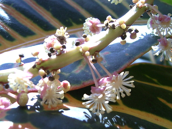 Croton (Blüte)
